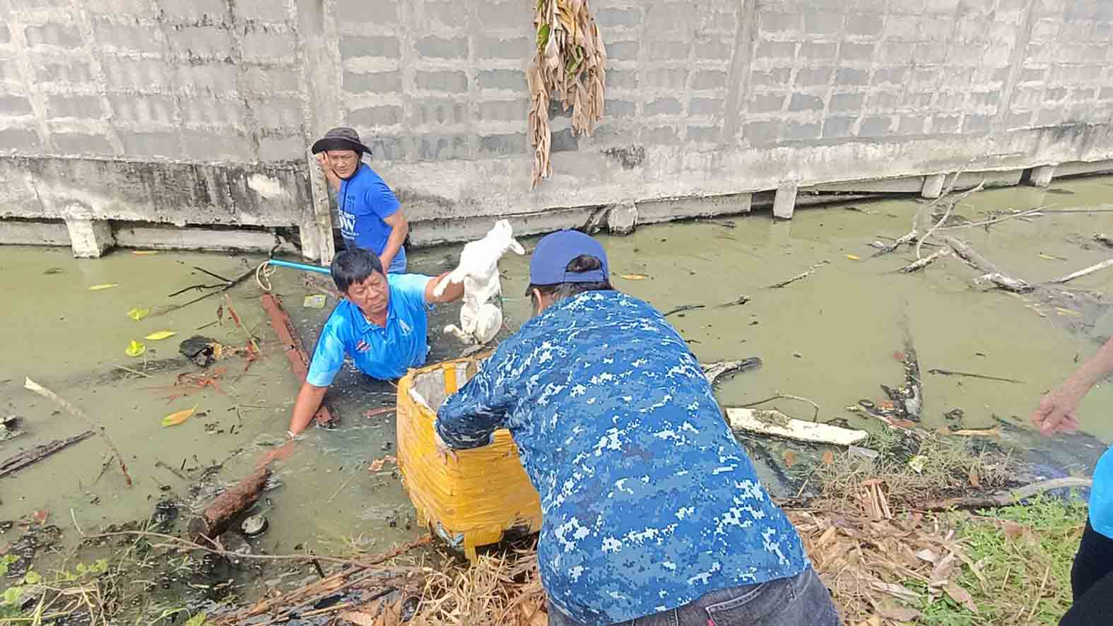 ชมรมโฮปฯ เข้าช่วยแมวติดใต้กำแพงบ้าน ขณะที่ชาวบ้านขอรับไปเลี้ยง เมื่อช่วงบ่าย วันที่ 8 มีนาคม 2568 นางสาว ปิยนุช พาณิชย์พิศาล ประธานชมรมโฮปสะพานบุญแห่งความหวังและศรัทธา ได้รับแจ้งขอความช่วยเหลือจากชาวบ้าน ว่า มีแมวติดอยู่ในช่องใต้กำแพงบ้าน บริเวณท้ายซอยท้ายบ้าน 17 ตำบลปากน้ำ อำเภอเมือง จังหวัดสมุทรปราการ จึงนำกำลังเดินทางตรวจ ก็มีเสียงร้องของแมวดังออกมาจากกำแพงบ้านของชาวบ้าน ซึ่งมีคลองกันกลาง เจ้าหน้าที่ชมรม จึงลุยน้ำไปตรวจสอบก็พบว่าที่ใต้กำแพงมีช่องที่แมวพอจะเข้าไปได้ จึงใช้ไม้บ่วงจับงูทำการคล้องตัวแมวก่อนจะดึงตัวแมวออกมาได้อย่างปลอดภัย ก่อนที่จะมีชาวบ้านมาขอรับไปเลี้ยง นางสาว ปิยนุช พาณิชย์พิศาล ประธานชมรมโฮปฯ บอกว่า ตนได้รับแจ้งว่ามีน้องแมวติดอยู่ใต้กำแพงบ้านริมคลองมาสอง 2 วันแล้ว ยังไม่มีหรือมาแล้วยังหาไม่เจอ วันนี้เราก็เลยนำทีมจิตอาสาชมรมโฮปฯ มาช่วยน้องแมว นำโดยท่านรองและทีมงานลงน้ำไปช่วยน้องแมว นาย วสุ เผ่าตำรวจ รองประธานโฮปฯ บอกว่า ได้รับแจ้งว่าแมวติดอยู่ในซอกแผ่นเขื่อนที่มันทรุดมาหลายวันแล้ว ตอนนี้เรายังได้ยินเสียงอยู่แต่ไม่รู้ว่าตำแหน่งน้องอยู่ตรงไหน เมื่อรู้ตำแหน่งเราก็ลงไปช่วย หาดูมากร่องรูแล้วก็เจอแมวจึงให้การช่วยเหลือ