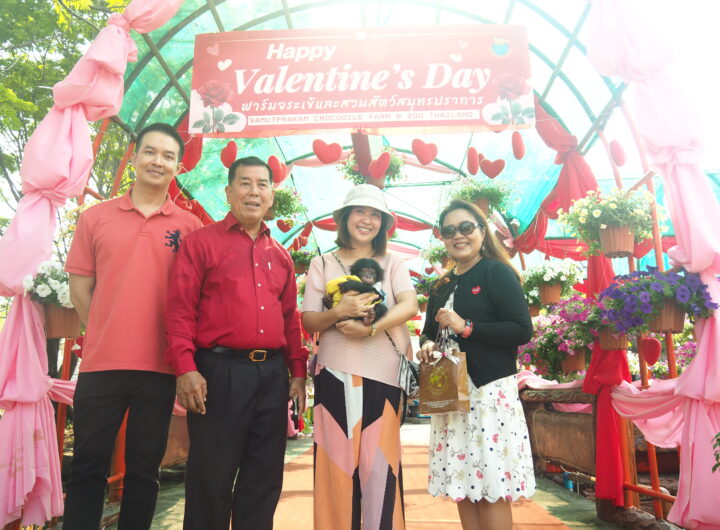 ฟาร์มจระเข้และสวนสัตว์สมุทรปราการจัดงานวันวาเลนไทน์ฉลองการครองรัก 35 ปี เอกกับรูบี้ ฟาร์มจระเข้และสวนสัตว์สมุทรปราการ ได้จัดงานฉลองวันแห่งความรัก 14 กุมภาพันธ์ วันวาเลนไทน์ โดยมีนายจรูญ ยังประภากร กรรมการบริหาร บริษัท ฟาร์มจระเข้และสวนสัตว์สมุทรปราการ จำกัด พร้อมด้วยธนชาติ ยังประภากร ผู้ช่วยกรรมการบริหารฟาร์มจระเข้และสวนสัตว์สมุทรปราการ และเจ้าหน้าที่ฟาร์มจระเข้ โดยมีนางสาวสิริพรรณ เห็นสุข ผู้อำนวยการสำนักงาน ททท.สำนักงานฉะเชิงเทรา เข้าร่วมพิธีฉลองวันแห่งความรัก เอก และ รูบี้” ซึ่งเป็นลิง ชิมแปนซีคู่แท้ อยู่เคียงข้างกันมายาวนานเกือบ 35ปี ปัจจุบันเอกอายุ 50 ปี และรูบี้อายุ 45 ปี โดยมีทายาท ร่วมกัน 5ตัว คือ โดโด้/ดาด้า/โยกี้/ญาญ่า โดยมีนางสาวสิริพรรณ เห็นสุข ผู้อำนวยการสำนักงาน ททท.สำนักงานฉะเชิงเทรา ได้มอบกระเช้าผลไม้และดอกกุหลาบให้กับเจ้าหน้าที่เมื่อส่งต่อให้กับคู่รัก เอกกับรูบี้ ซึ่งทั้งคู่ต่างแสดงความดีใจ บ้างก็นำดอกกุหลาบมาดม อีกตัวก็นำดอกกุหลาบมาเคี้ยวกิน สร้างเสียงหัวเราะให้กับนักท่องเที่ยวที่มาชมเป็นอย่างมาก ขณะที่เอ็มกับโดโด้ซึ่งเป็นลิงชิมแปนซี ที่คู่ขวัญกำลังโด่งดังและได้รับความนิยมจากนักท่องเที่ยว เมื่อได้เห็นเจ้าหน้าที่นำผลไม้และดอกกุหลาบไปให้กับ เอกกับรูบี้ จึงได้ส่งเสียงร้องดังลั่นด้วยความอิจฉา ทำให้เจ้าหน้าที่ต้องรีบนำผลไม้และดอกกุหลาบไปให้ด้วยเช่นกัน และเมื่อได้รับผลไม้กับดอกกุหลาบแล้ว เสียงร้องที่ดังลั่นกลายเป็นรอยยิ้มของลิงที่แสดงความดีใจ ทำให้นักท่องเที่ยวต่างชอบใจกันอย่างมาก “เราจะได้เห็นพฤติกรรม การดูแลกันและกัน ของเอกกับรูบี้ เช่น นั่งใกล้ชิด โอบกอด จุมพิต เกาหลัง ป้อนอาหารกัน หรือเล่นด้วยกันอย่างอ่อนโยน หรือ อาจมีทะเลาะกันบ้าง ซึ่งเป็นภาษาความรักตามธรรมชาติของพวกเขา” นายจรูญ ยังประภากร กล่าว หลังจากนั้น นางสาวสิริพรรณ เห็นสุข ตำแหน่ง ผู้อำนวยการสำนักงาน ททท.สำนักงานฉะเชิงเทรา ได้ร่วมในพิธีการประกาศรายชื่อผู้โชคดีจากการประกวดตั้งชื่อลูกชิมแปนซีเกิดใหม่ ซึ่งนับเป็นหลานของ รูบี้เอก และ เอ็มโดโด้ โดยมีพ่อชื่อเดี่ยว และแม่ชื่อออมสิน โดยสมาชิกลูกชิมแปนซีเกิดใหม่ ได้รับการคัดเลือกในการประกวดตั้งชื่อจากคณะกรรมการตัดสิน โดยมีผู้ที่ตั้งชื่อว่า “เฉาก๊วย” โดยน้องเฉาก๊วย เกิดเมื่อวันที่ 7 มกราคม 2569 มีอายุเพียง 1 เดือน 7 วันเท่านั้น นิสัยโดยทั่วไปเป็นลูกลิงที่เลี้ยงง่ายและนิสัยเหมือนเด็ก ส่วนผู้ที่ชนะการประกวดก็จะมีการนัดเข้ามาเพื่อรับรางวัลอีกครั้งต่อไป