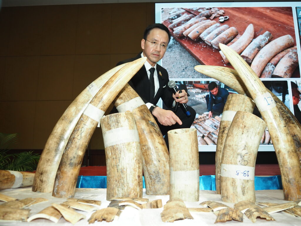 กรมศุลกากรตรวจสอบตู้สินค้าต้องสงสัย พบไม้ 32 ท่อนซุกซ่อนงาช้าง 446 ท่อนพร้อมซากสัตว์  ณ ท่าเรือแหลมฉบัง