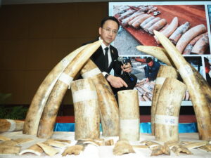 กรมศุลกากรตรวจสอบตู้สินค้าต้องสงสัย พบไม้ 32 ท่อนซุกซ่อนงาช้าง 446 ท่อนพร้อมซากสัตว์  ณ ท่าเรือแหลมฉบัง